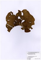 藏品(樹狀團扇藻)的圖片